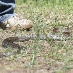 Snakes are waking up. What should you do if you’re bitten? And what if you’re a long way from help?