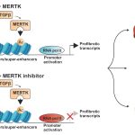 Study pinpoints a promising target for drug therapy