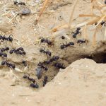 Ant stings can be painful. Here’s how to avoid getting stung this summer (and what to do if you do)