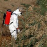 Pesticide exposure linked to prostate cancer incidence and mortality