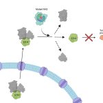 Researchers uncover new role of mutant proteins in some of the deadliest cancers